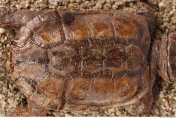 Photo Textures of Tortoise Shell